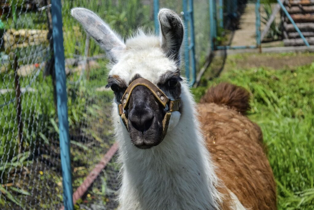 Alpaka auf einer Wiese