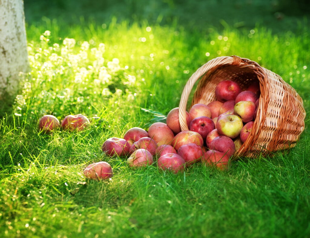 Korb mit Äpfeln auf der Wiese