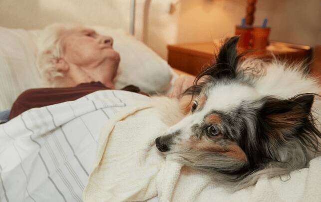 Hund am Bett einer pflegebedürftigen Bewohnerin