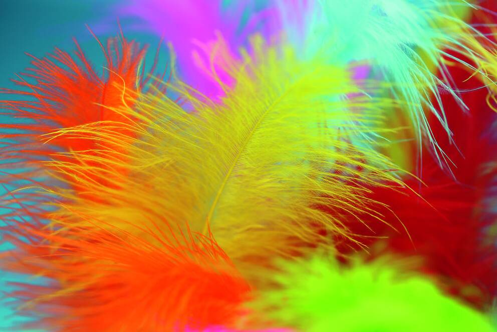bunte Federn