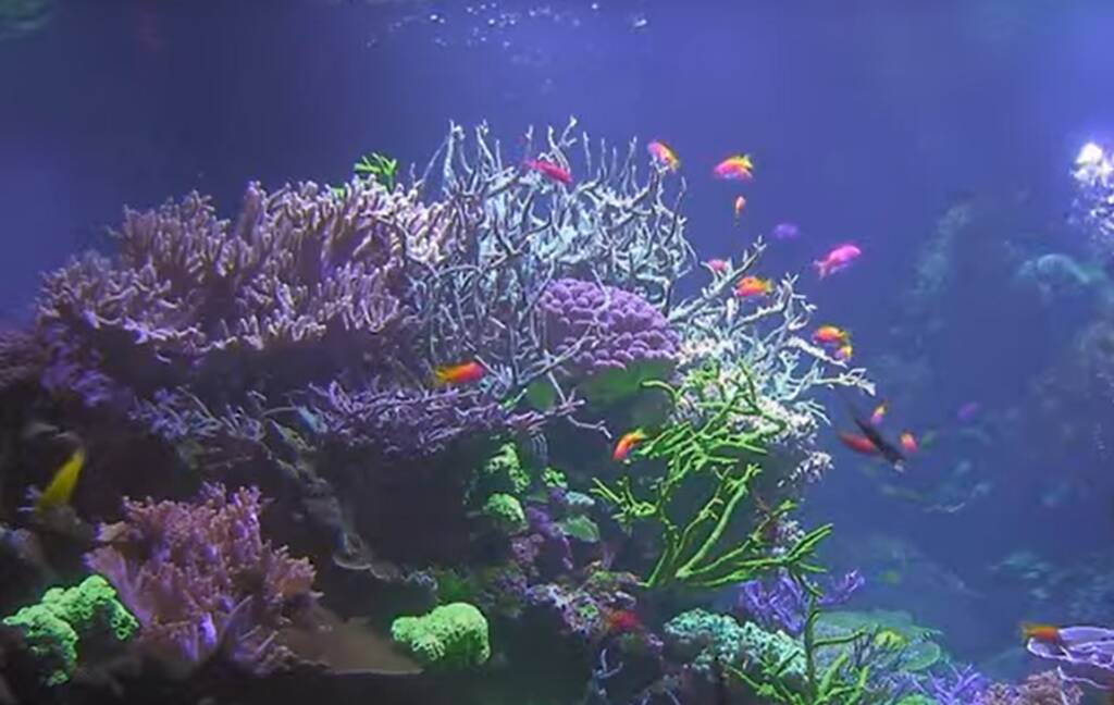 Fische im Aquarium im Naturkundemuseum Karlsruhe