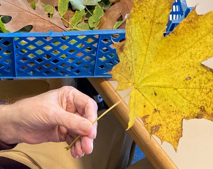 Seniorenhand hält Herbstblatt