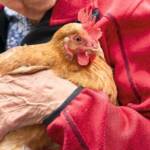 Huhn zum Streicheln