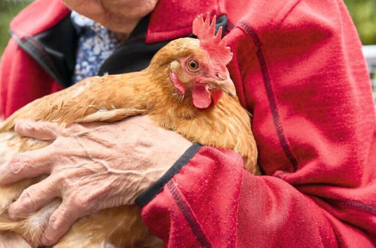 Huhn zum Streicheln