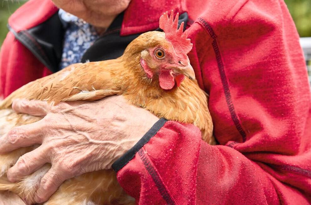 Huhn zum Streicheln